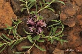 Lepidagathis trinervis fullplant7.jpg
